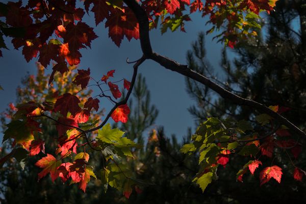 DSC03621-3